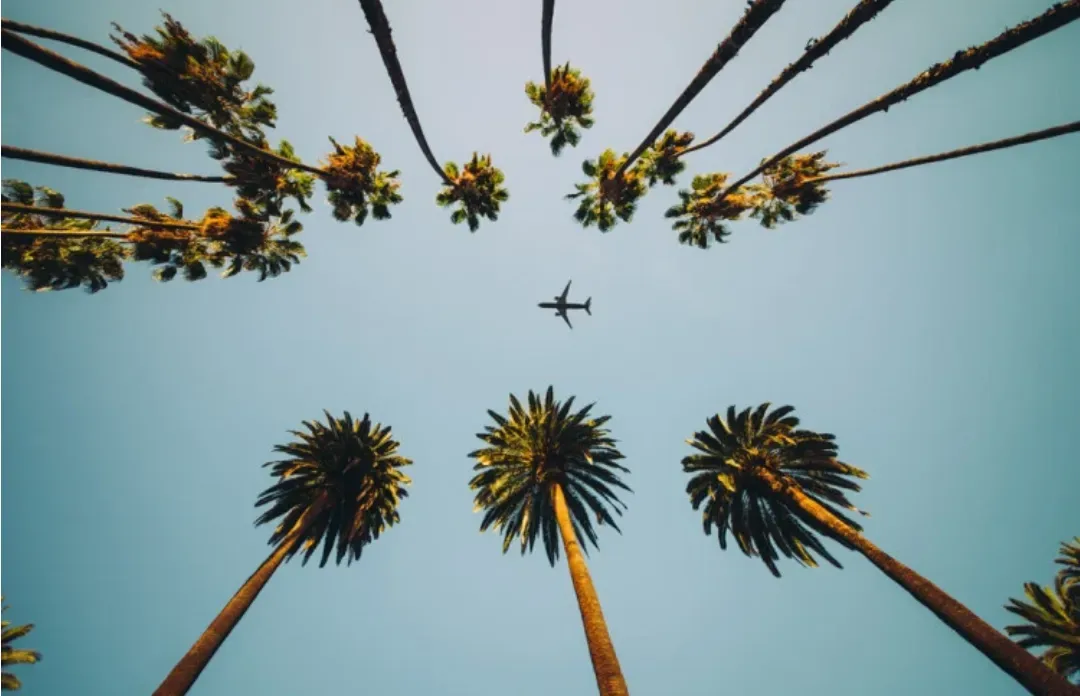 sunshine, palm trees, travel